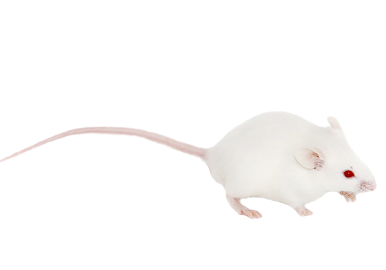 NIH小鼠.jpg